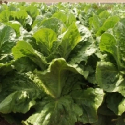 Salát římský Bertolt - Lactuca sativa var. longifolia - osivo salátu - 200 ks