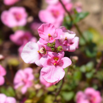 Ostruhatka barbeřina Pink Queen - Diascia barbeae - osivo ostruhatky - 50 ks