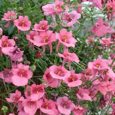 Ostruhatka barbeřina Pink Queen - Diascia barbeae - osivo ostruhatky - 50 ks