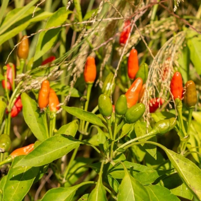 Chilli Zimbabwe Birds eye - Capsicum chinense - osivo chilli - 8 ks