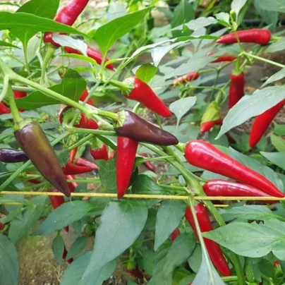Chilli Gusto purple – Capsicum annuum – osivo chilli papriček