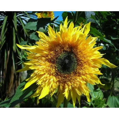 Slunečnice Surprise F1 - Helianthus annuus - osivo slunečnice - 7 ks