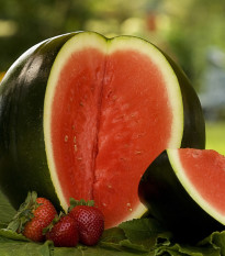 Meloun vodní Sugar baby - Citrullus lanatus - osivo melounu - 7 ks