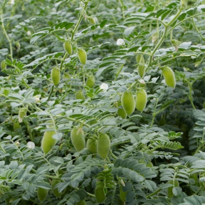 Cizrna Donia - Cicer - osivo cizrny - 15 ks