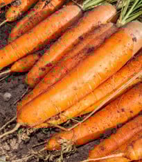 Mrkev Babetka F1 - Daucus carota - osivo mrkve - 300 ks