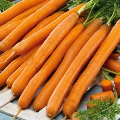 Mrkev Babetka F1 - Daucus carota - osivo mrkve - 300 ks