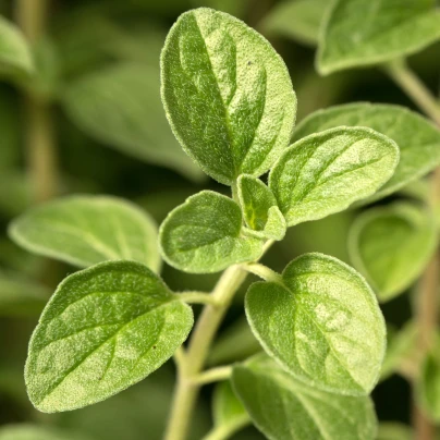 Majoránka zahradní Marietta - Origanum Majorana L. - osivo majoránky - 300 ks