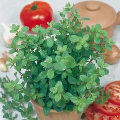 Majoránka zahradní Marietta - Origanum Majorana L. - osivo majoránky - 300 ks