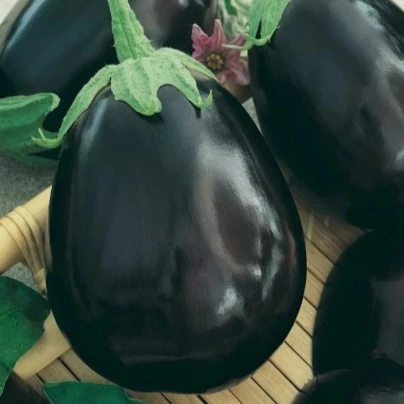 Lilek Krasan - Solanum melongena - osivo lilku - 100 ks