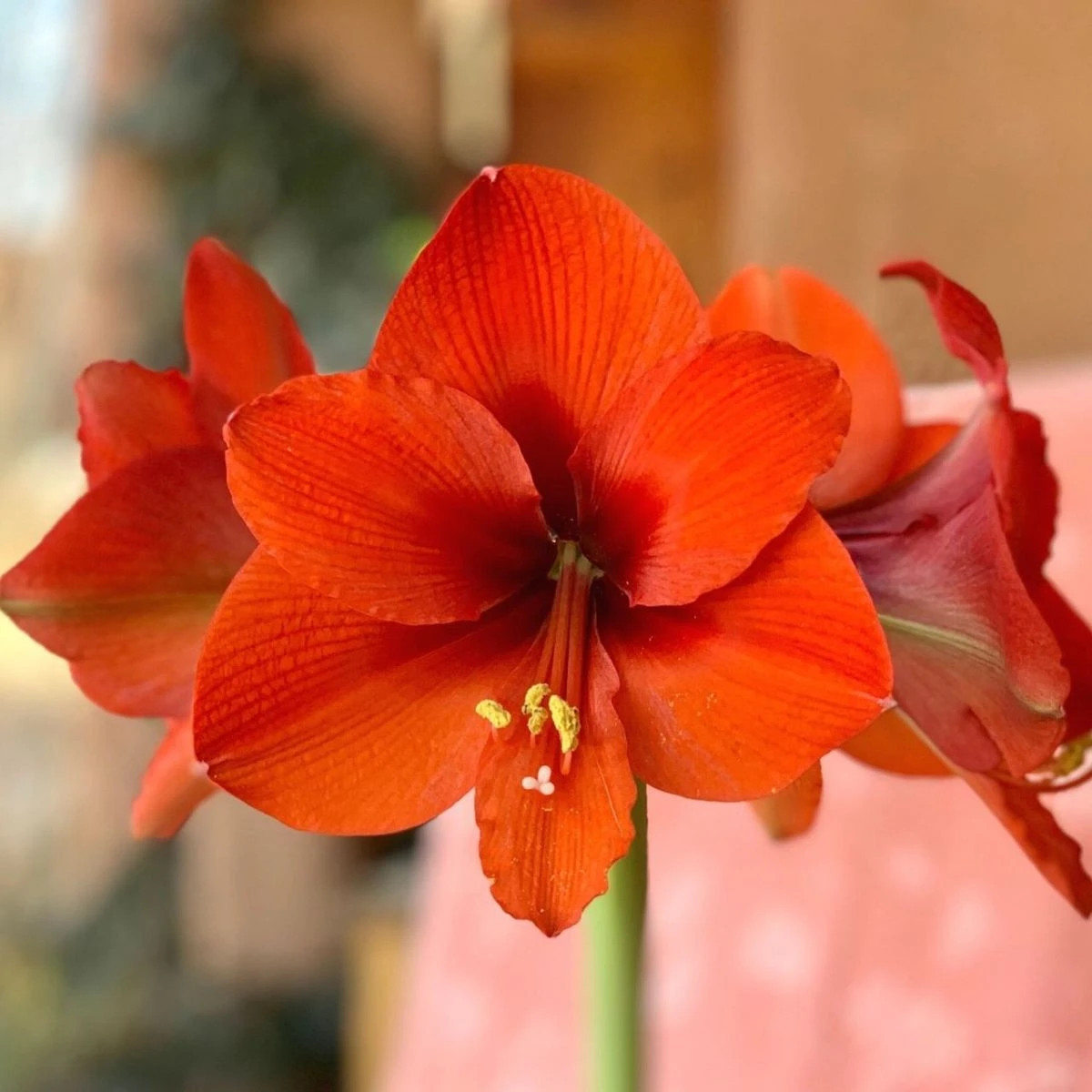 Hvězdník Naranja - Hippeastrum - cibule hvězdníků - 1 ks