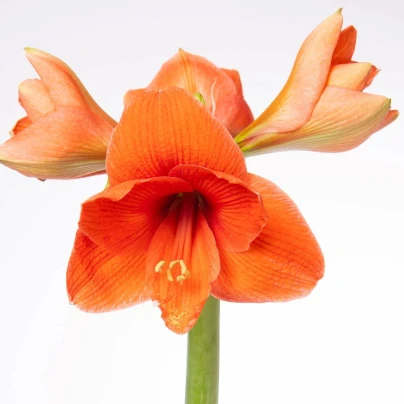 Hvězdník Naranja - Hippeastrum - cibule hvězdníků - 1 ks