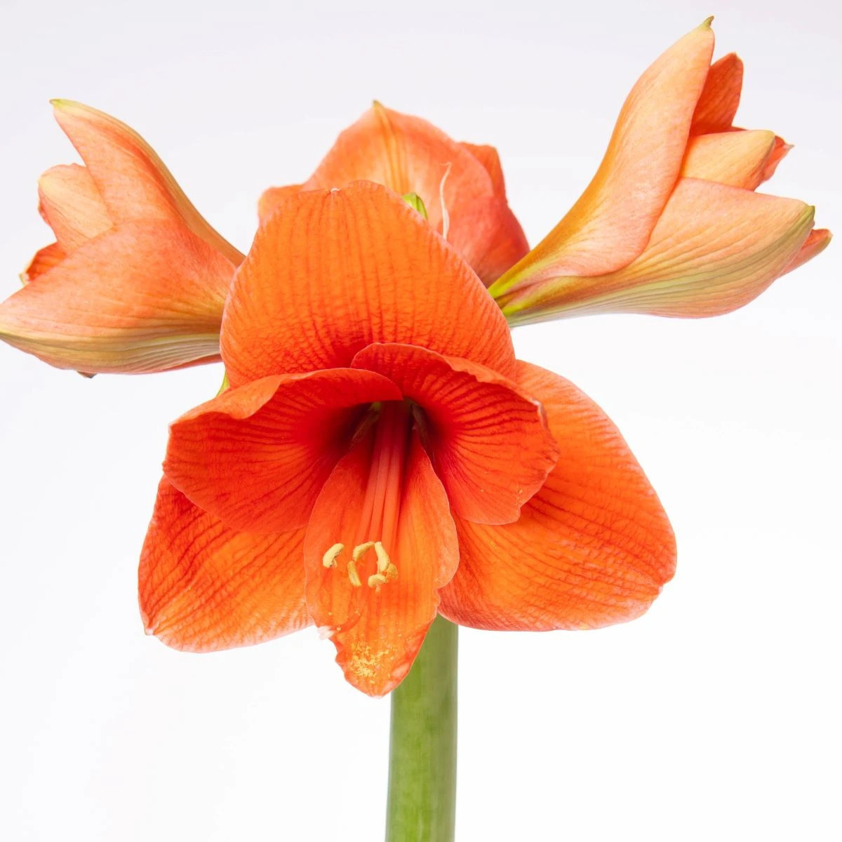 Hvězdník Naranja - Hippeastrum - cibule hvězdníků - 1 ks