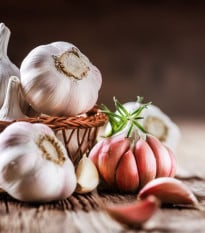 Sadbový česnek Morado de Cuenca - nepaličák - Allium - cibulky česneku - 1 balení