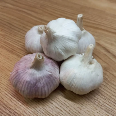 Sadbový česnek Morado de Cuenca - nepaličák - Allium - cibulky česneku - 1 balení