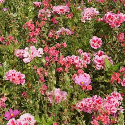 Lednická radost - osivo Černý Biopro - směs letniček - 20 g