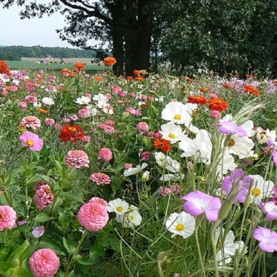 Lednická radost - osivo Černý Biopro - směs letniček - 20 g