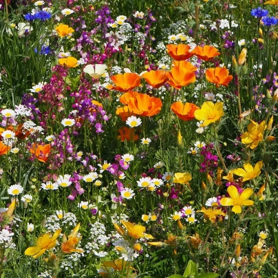 Plzeňská květnice - osivo Černý Biopro - směs letniček - 20 g