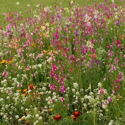 Plzeňská květnice - osivo Černý Biopro - směs letniček - 20 g