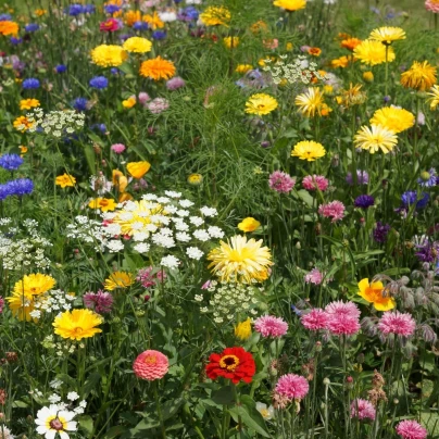 Economy - osivo Černý Biopro - směs letniček - 20 g