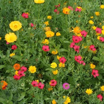 Červánková louka - osivo Černý Biopro - směs letniček - 20 g