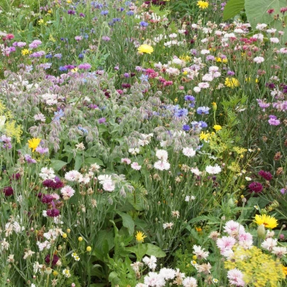 Jedlá louka - osivo Černý Biopro - směs letniček - 20 g