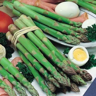 Chřest Gijnlim - Asparagus officinalis - prostokořenná sazenice chřestu - 1 ks