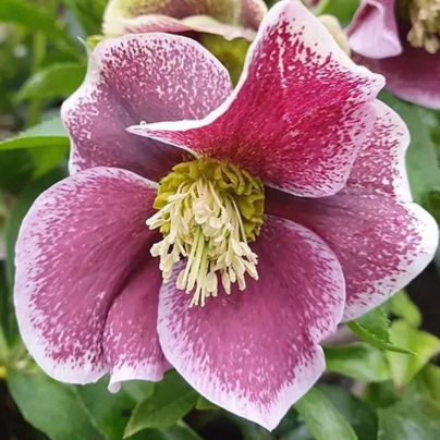 Čemeřice Pretty Ellen tečkovaná - Helleborus orientalis - prostokořenné sazenice čemeřice - 1 ks