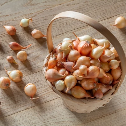BIO Cibule sazečka Štutgart - Allium cepa - bio cibulky sazečky - 250 g
