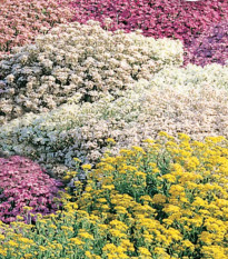 Květinová směs do skalky - Zahradní sen - Sperli - 1 ks