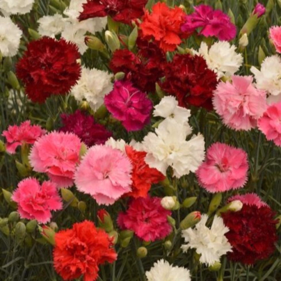 Hvozdík Grenadin směs - Dianthus caryophyllus - osivo hvozdíku - 50 ks