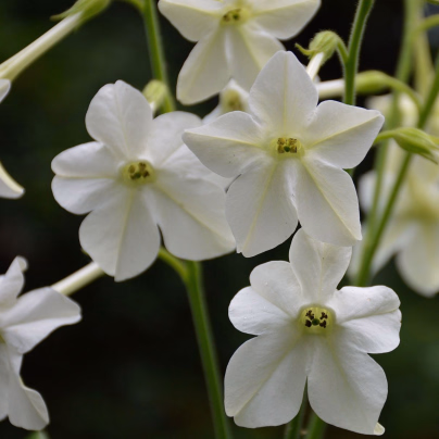 Tabák Perfume White F1 - Nicotiana - osivo tabáku - 50 ks
