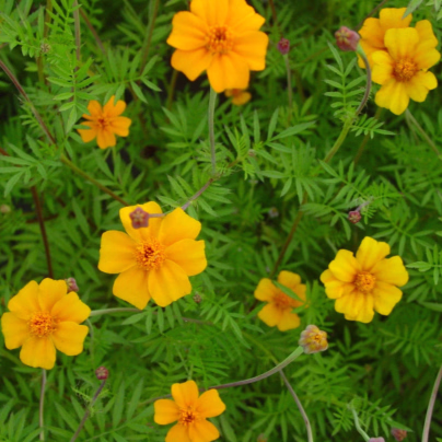 Aksamitník rozkladitý Ground control - Tagetes patula - osivo aksamitníku - 0,5 g