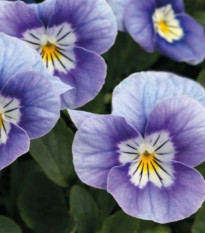 Violka rohatá Sorbet Lavender Pink - Viola cornuta - osivo violky - 20 ks