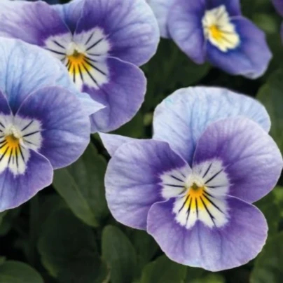 Violka rohatá Sorbet levandulová růžová - Viola cornuta - osivo violky - 20 ks