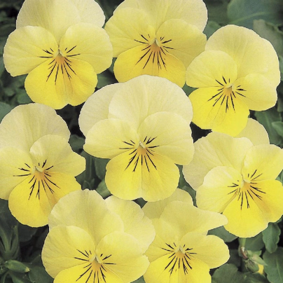 Violka rohatá Sorbet Lemon Chiffon - Viola cornuta - osivo violky - 20 ks