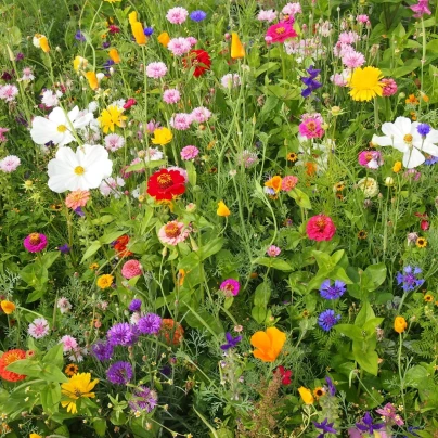 Včelí mls - osivo Černý Biopro - směs letniček - 20 g