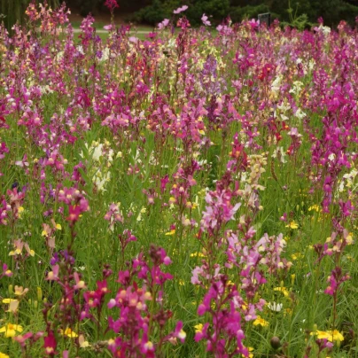 Včelí mls - osivo Černý Biopro - směs letniček - 20 g