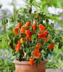 Paprika Lubega Mini Orange F1 - Capsicum annuum - osivo papriky - 5 ks