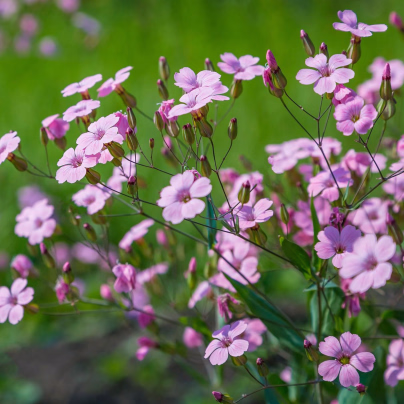Šáter pacifický - Nevěstin závoj - Gypsophila pacifica - osivo šáteru - 100 ks