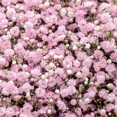 Šáter pacifický - Nevěstin závoj - Gypsophila pacifica - osivo šáteru - 100 ks