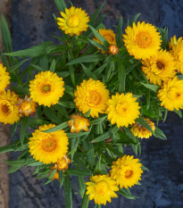 Slaměnka Lemon Yellow - Helichrysum bracteosum - osivo slaměnky - 300 ks