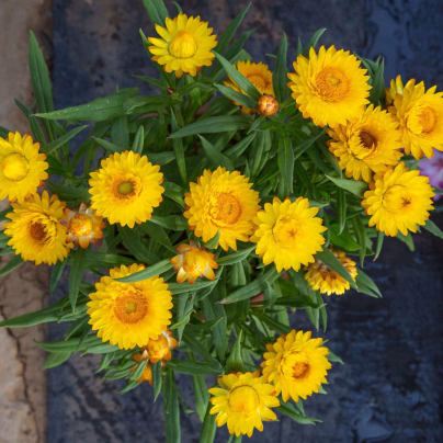 Slaměnka Lemon Yellow - Helichrysum bracteosum - osivo slaměnky - 300 ks