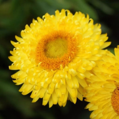 Slaměnka Lemon Yellow - Helichrysum bracteosum - osivo slaměnky - 300 ks