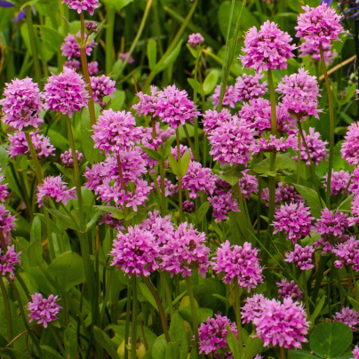 Kohoutek alpský - Lychnis alpina - osivo kohoutku - 20 ks