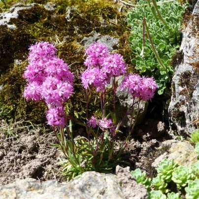 Kohoutek alpský - Lychnis alpina - osivo kohoutku - 20 ks