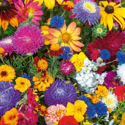 Květinová směs - Last Minute - osivo Kiepenkerl - 1 ks