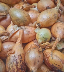 BIO Cibule sazečka Sturon - Allium cepa - bio cibulky sazečky - 250 g