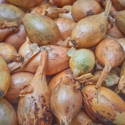 BIO Cibule sazečka Sturon - Allium cepa - bio cibulky sazečky - 250 g