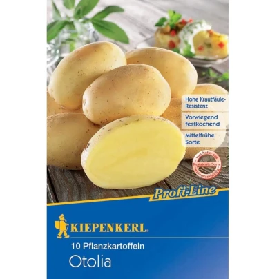 Sadbové brambory Otolia - Solanum tuberosum - žluté polorané - 10 ks