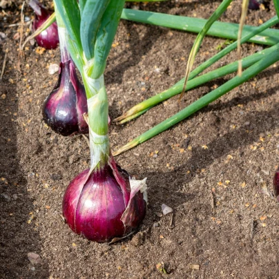 Cibule sazečka Piroska - Allium cepa - cibule sazečky - 250 g